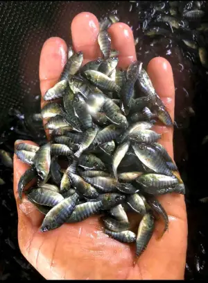 Alevinos de Mojarra Negra x unidad