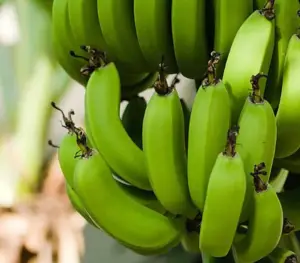 Plátano al por mayor x Kg