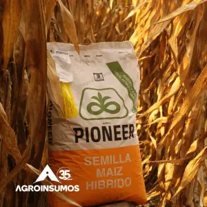 Semilla de Maíz Blanco P3966 WVYHR (Leptra) – Alta Productividad